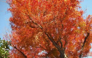 seasons_img004