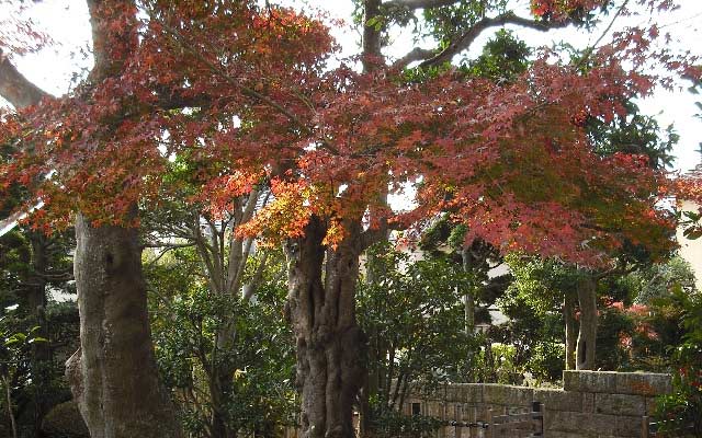 お庭のご紹介